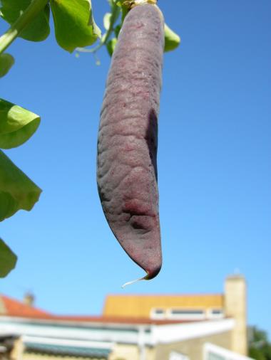 Nærbillede